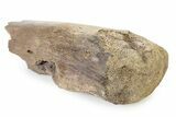 Fossil Hadrosaur (Edmontosaurus?) Appendage Bone - Montana #316407-2